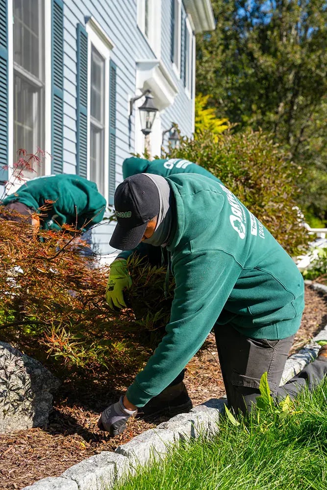Pulling weeds from a mulch bed