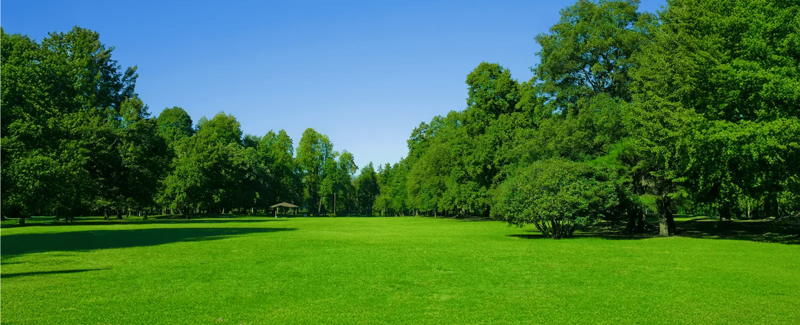 field-with-trees